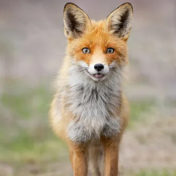 大发体育团队成员 3